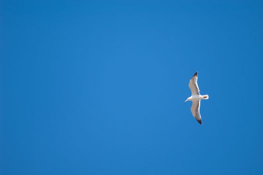 Yellow legged gull (Larus michahellis) in flight. El Fraile. Arona. Tenerife. Canary Islands. Spain.