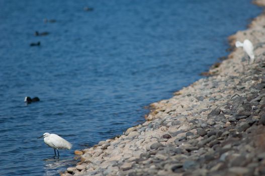 Little egret (Egretta garzetta). El Fraile lagoon. Arona. Tenerife. Canary Islands. Spain.