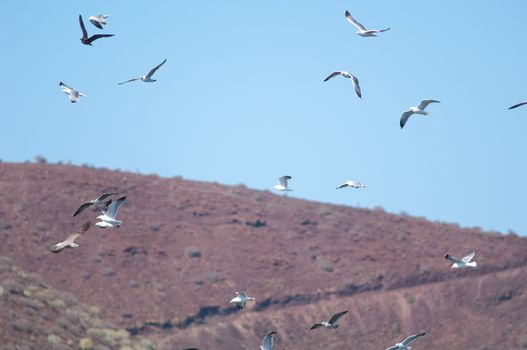 Yellow legged gull (Larus michahellis) in flight. El Fraile. Arona. Tenerife. Canary Islands. Spain.