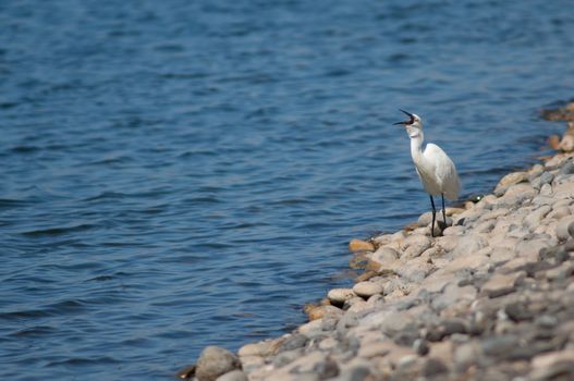 Little egret (Egretta garzetta) yawning. El Fraile lagoon. Arona. Tenerife. Canary Islands. Spain.