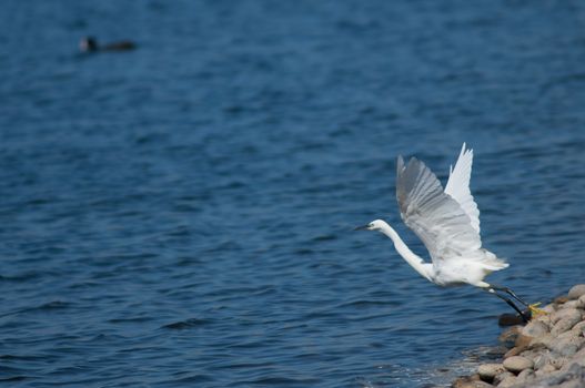 Little egret (Egretta garzetta) taking flight. El Fraile lagoon. Arona. Tenerife. Canary Islands. Spain.
