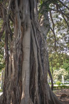 Ficus macrophylla a plant common in areas of northern Sicily