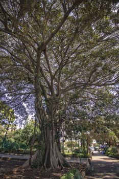 Ficus macrophylla a plant common in areas of northern Sicily