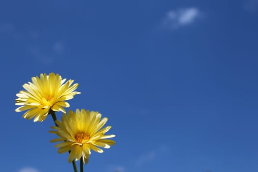 The picture shows a yellow flower on the blue sky.