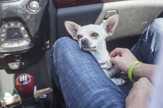 Chihuahua is transported by car during a trip