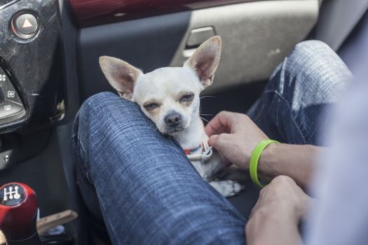 Chihuahua is transported by car during a trip