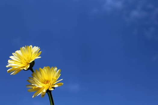 The picture shows a yellow flower on the blue sky.