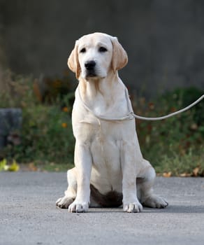 the yellow labrador sitting in the park