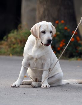 yellow labrador sitting in the park