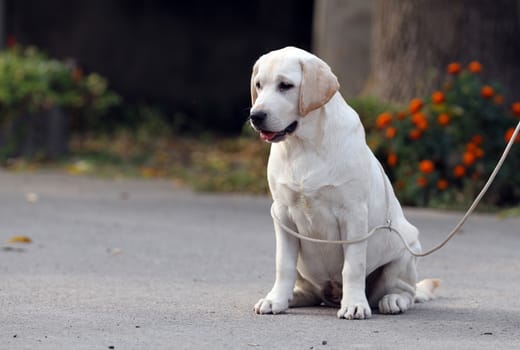 a yellow labrador sitting in the park