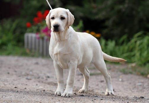 a sweet yellow labrador sitting in the park