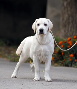 a nice sweet yellow labrador sitting in the park