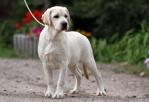 the nice sweet yellow labrador sitting in the park