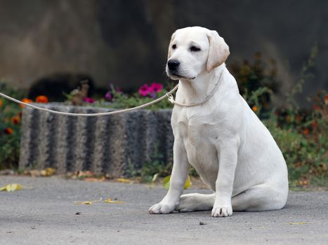 a cute nice sweet yellow labrador sitting in the park