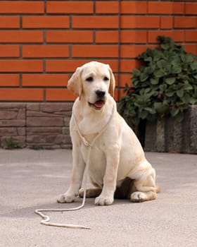 the yellow labrador sitting in the park