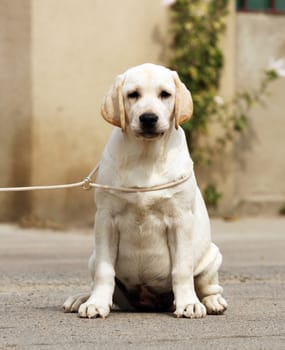 a yellow labrador sitting in the park