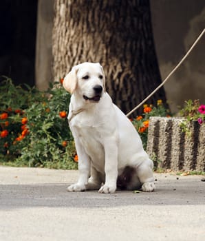 a sweet yellow labrador sitting in the park