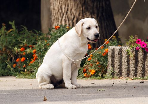 sweet yellow labrador sitting in the park