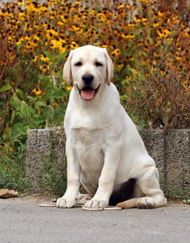 the sweet yellow labrador sitting in the park