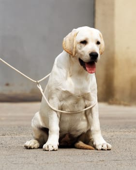 yellow labrador sitting in the park