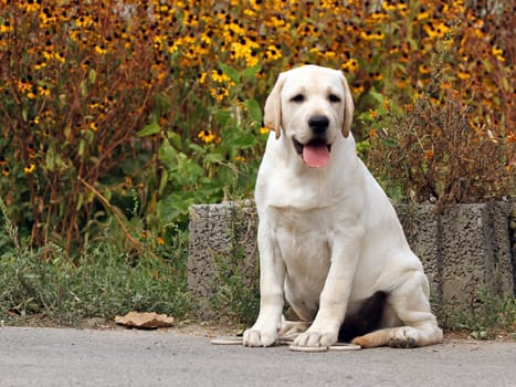 the cute sweet yellow labrador sitting in the park