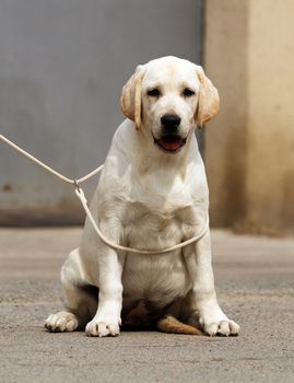 nice cute sweet yellow labrador sitting in the park