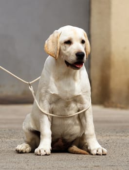 cute sweet yellow labrador sitting in the park