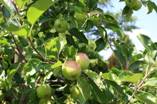 The picture shows ripe apples on a apple tree.