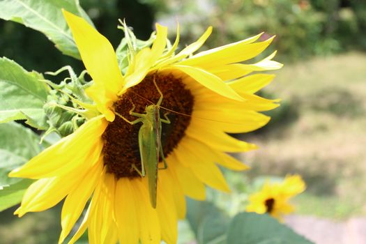 The picture shows a great green bush cricket on a sun flower.