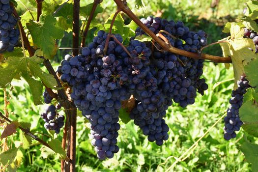 Banch of grapes used to make Italian wine, Piedmont, Langhe.