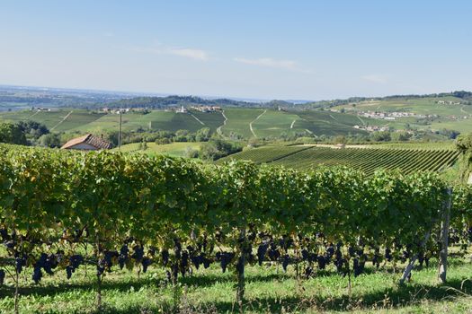 Langhe vineyards, famous for the wine production, Italy.