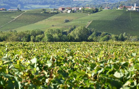 Langhe vineyards panorama famouse for wine production, Italy, Piedmont.