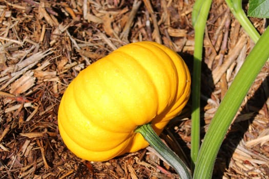 The picture shows pumpkins in the garden.