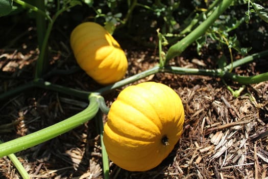 The picture shows pumpkins in the garden.