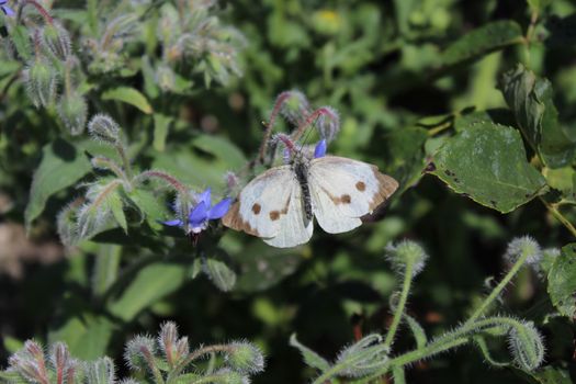 The picture shows a large cabbage white.