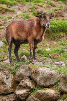 Ram Standing on Stones in Rainy Weather