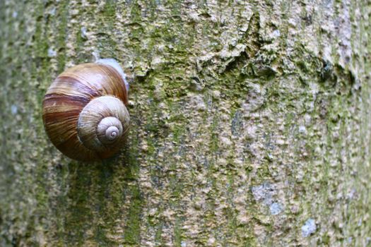 The picture shows a vineyard snail on a tree in the summer.