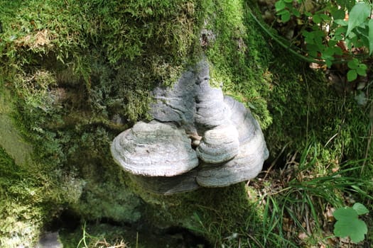 The picture shows a mushroom on a tree in the forest.