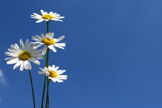 The picture shows flowers and the blue sky.