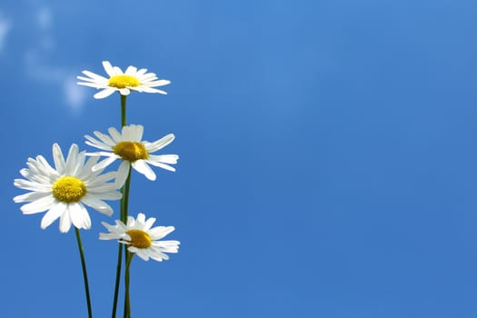 The picture shows flowers and the blue sky.