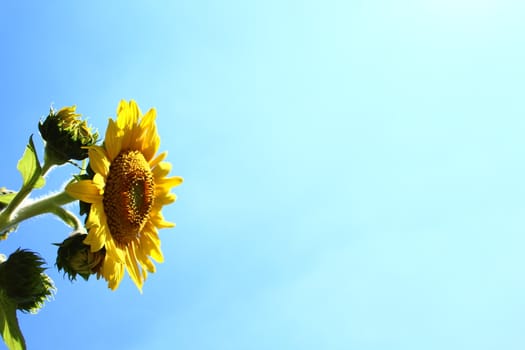 The picture shows a sunflower in front of the blue sky.