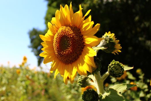 The picture shows a sunflower field.