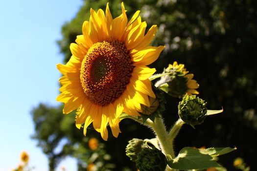 The picture shows a sunflower field.