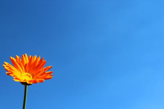 The picture shows beautiful flower and the blue sky.