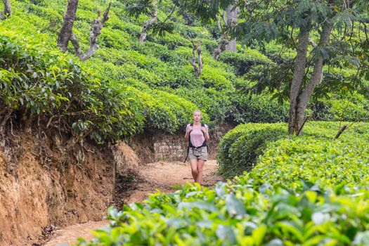 Active caucasian blonde woman enjoing fresh air and pristine nature while tracking among tea plantaitons near Ella, Sri Lanka. Bacpecking outdoors tourist adventure.