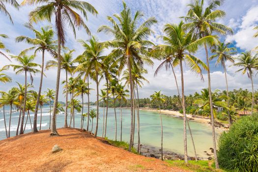 Tropical beach with exotic palm trees and wooden boats on the sand in Mirissa, Sri Lanka.