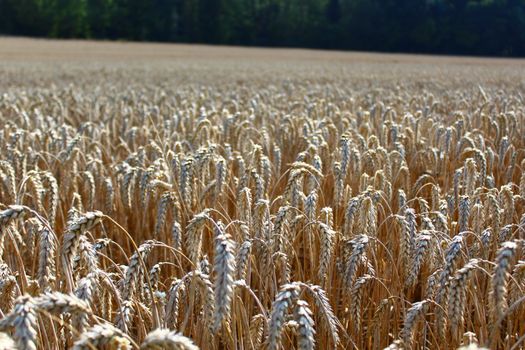 The picture shows a field of wheat.