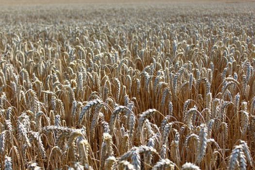 The picture shows a field of wheat.