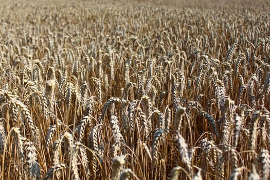 The picture shows a field of wheat.