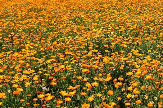 The picture shows a field of marigold.